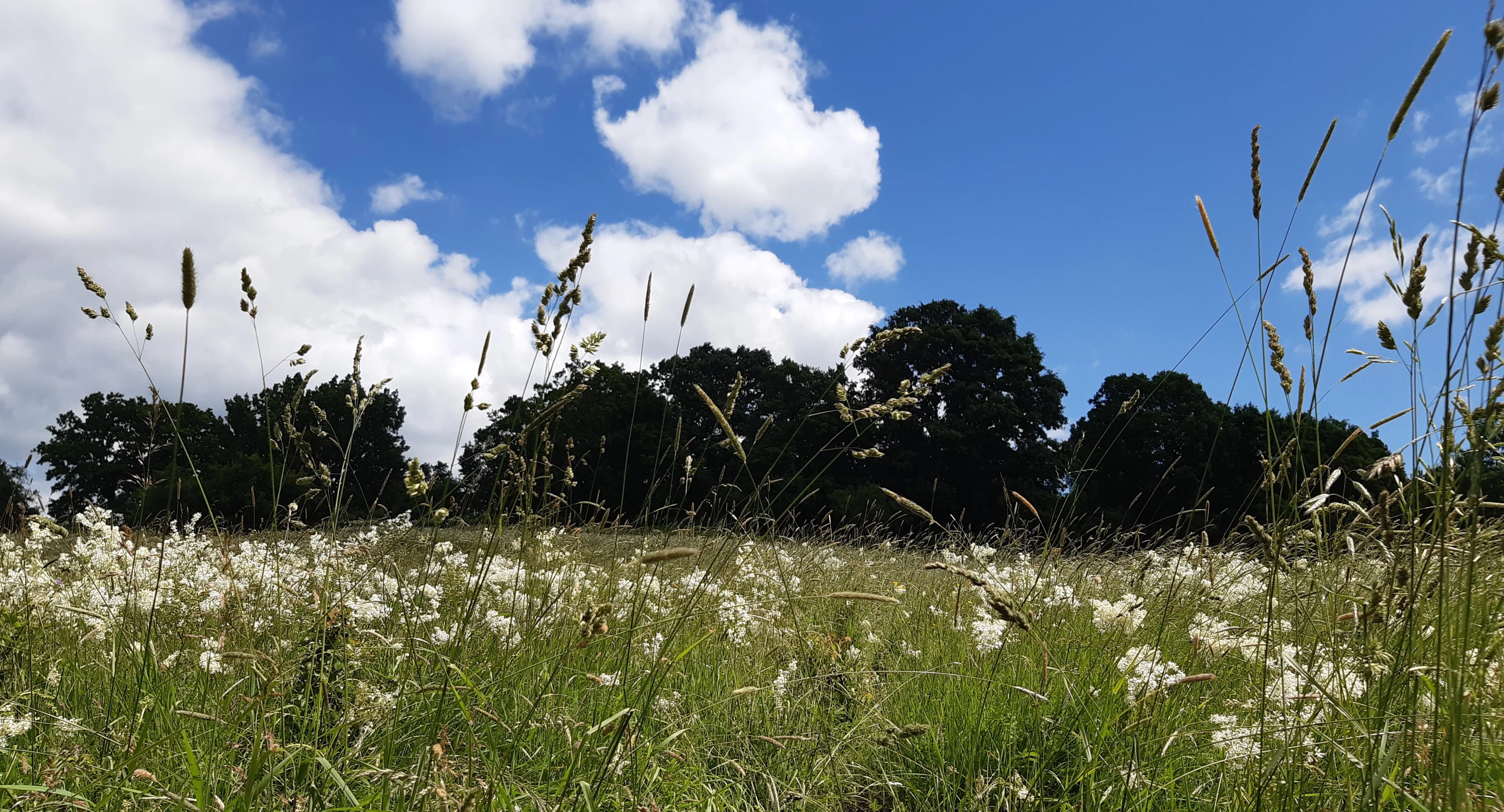 Erdei környezet - Liget Vendégház